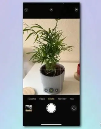 如何使用iPhone相机识别植物和花卉